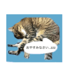 ミィヤさん（個別スタンプ：5）