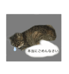 ミィヤさん（個別スタンプ：7）