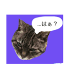 ミィヤさん（個別スタンプ：8）