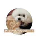 トイプードルのコロン‎です！（個別スタンプ：6）