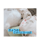 トイプードルのコロン‎です！（個別スタンプ：8）