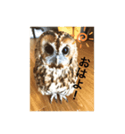 モリフクロウ（個別スタンプ：2）