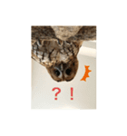 モリフクロウ（個別スタンプ：6）