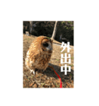 モリフクロウ（個別スタンプ：7）