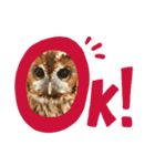 モリフクロウ（個別スタンプ：8）