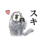 きほんのシロガオサキ（個別スタンプ：13）