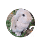 Rabbitscute（個別スタンプ：1）