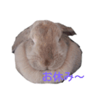 Rabbitscute（個別スタンプ：4）
