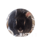 Rabbitscute（個別スタンプ：5）