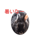 Rabbitscute（個別スタンプ：6）