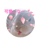 Rabbitscute（個別スタンプ：7）