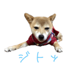 豆柴ぽんず（個別スタンプ：4）