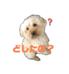 日常のひとこまに こまちスタンプ（個別スタンプ：5）
