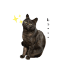 黒猫レオ詰め合わせ（個別スタンプ：1）