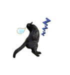 黒猫レオ詰め合わせ（個別スタンプ：6）