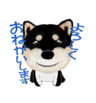 柴犬の「芝げん太」（個別スタンプ：21）