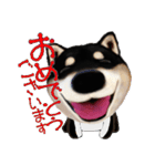 柴犬の「芝げん太」（個別スタンプ：22）