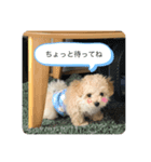 マルプー♡よく使うスタンプ（個別スタンプ：5）