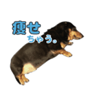 ぶーぶーけん2（個別スタンプ：4）