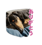ぶーぶーけん2（個別スタンプ：5）