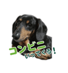 ぶーぶーけん2（個別スタンプ：7）