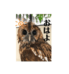 モリフクロウのもりちゃん（個別スタンプ：1）
