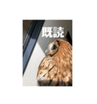 モリフクロウのもりちゃん（個別スタンプ：2）