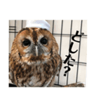 モリフクロウのもりちゃん（個別スタンプ：3）