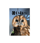 モリフクロウのもりちゃん（個別スタンプ：4）