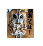 モリフクロウのもりちゃん（個別スタンプ：7）