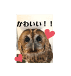モリフクロウのもりちゃん（個別スタンプ：8）