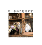 ミィ店長（個別スタンプ：7）