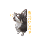 【公式】ゆる犬マフちゃん（個別スタンプ：1）