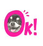 【公式】ゆる犬マフちゃん（個別スタンプ：3）