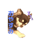 【公式】ゆる犬マフちゃん（個別スタンプ：5）