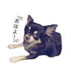 【公式】ゆる犬マフちゃん（個別スタンプ：6）