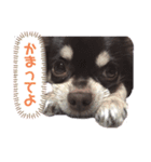 【公式】ゆる犬マフちゃん（個別スタンプ：7）