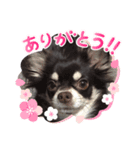 【公式】ゆる犬マフちゃん（個別スタンプ：8）