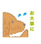 家族で使える！トイプードルのいる毎日（個別スタンプ：26）