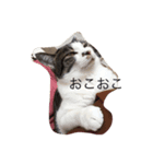 ツンデレぬうの日常（個別スタンプ：4）