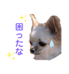 チワワのココさん2（個別スタンプ：3）