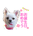 チワワのココさん2（個別スタンプ：4）