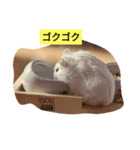 ルビーのつぶやき。（個別スタンプ：6）