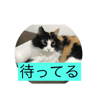 待てないネコ（個別スタンプ：1）