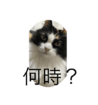 待てないネコ（個別スタンプ：2）
