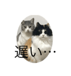 待てないネコ（個別スタンプ：3）