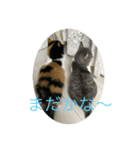 待てないネコ（個別スタンプ：4）