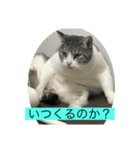 待てないネコ（個別スタンプ：5）