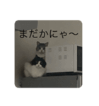 待てないネコ（個別スタンプ：6）
