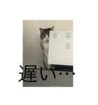 待てないネコ（個別スタンプ：7）